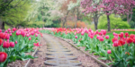 HG_ Lessons From Our Startup Garden